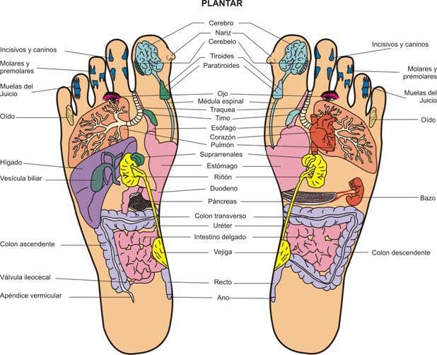 Aparato de Masaje Podal Reflexology PLUS